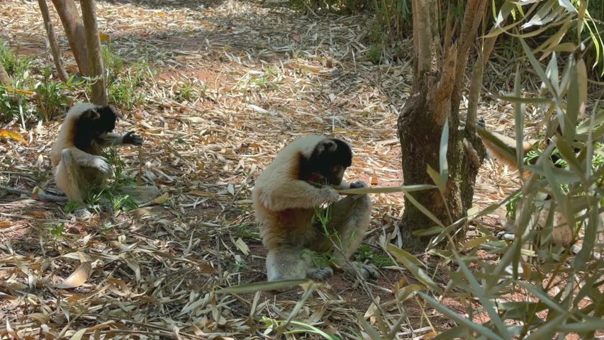 Crowned sifakas (Propithecus coronatus) sitting on the ground and eating leaves. Madagascar.