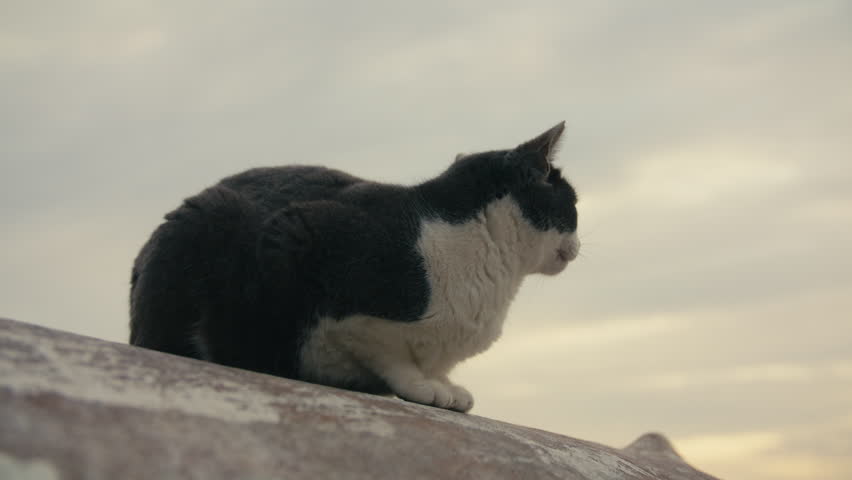 Black and white stray cat lies calmly on a weathered boat at the coast