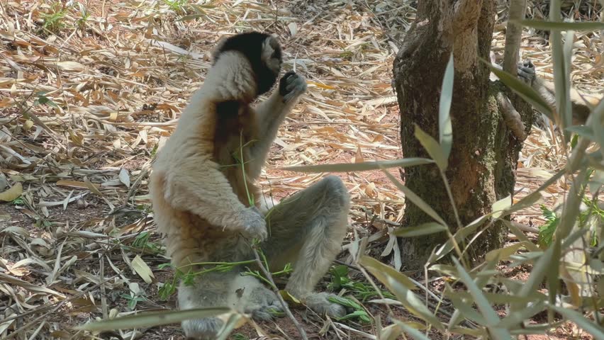 Crowned sifaka (Propithecus coronatus) eating leaves on the ground, Madagascar.