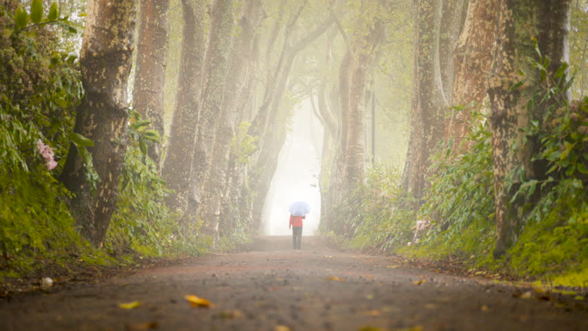 Person walking into the distance on a foggy road lined with large trees