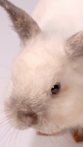 A close-up shot of a cream dwarf rabbit being hand-fed green pellets against white