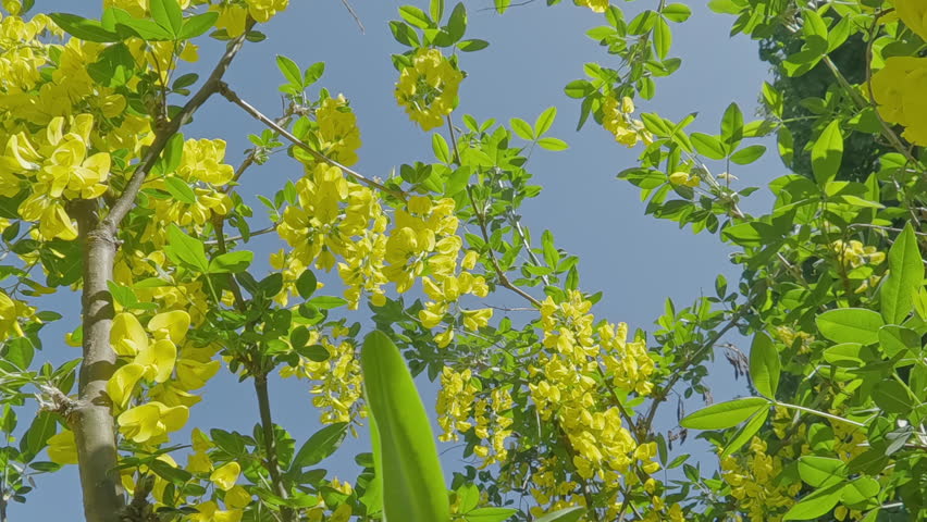 Moving down between branches with yellow flowers of Laburnum tree on a sunny spring day against a blue sky, close-up.