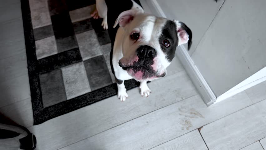 Looking Down At American Bulldog Alapaha Breed Barking Indoors On Wood Floor With Rug Black And White Dog Portrait Domestic Animal Canine Pet