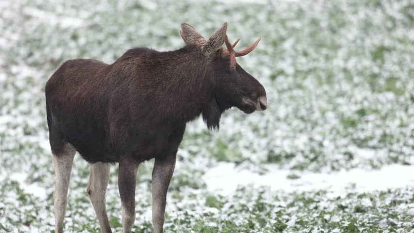 Mammals male animal bull Elk Moose ( Alces alces ) North part of Poland, Europe field in winter time