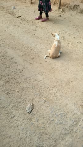 A girl is playing with a small puppy and the dog runs after her and then stops.And he turns back and goes towards her again, thinking that he will catch her and lunge at her.