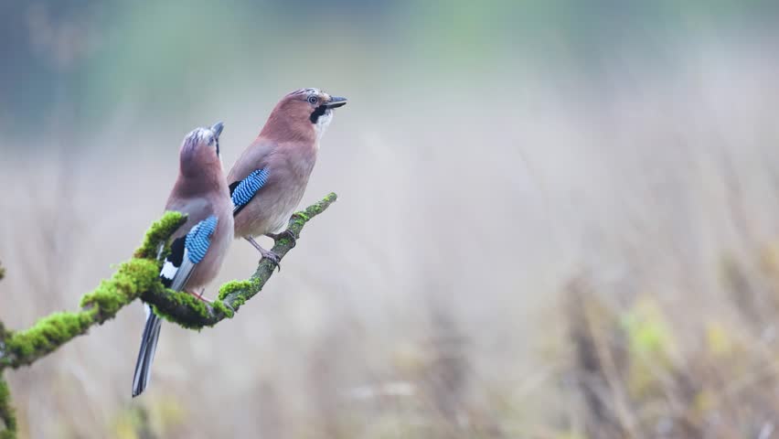Bird two Eurasian Jay Garrulus glandarius sitting and on the branch autumn time Poland, Europe
