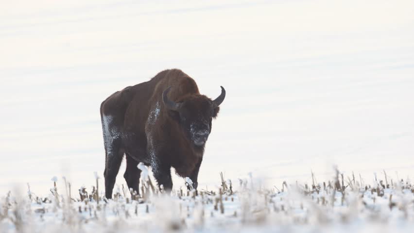 Mammals - wild nature European bison ( Bison bonasus ) Wisent bull standing on the winter snowy field North Eastern part of Poland, Europe Knyszynska Primeval Forest