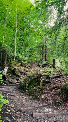 Man and Dog Hiking Uphill Through Green Landscape.

Man hiking uphill with his dog, low-angle view showing green alpine surroundings and forest path.
