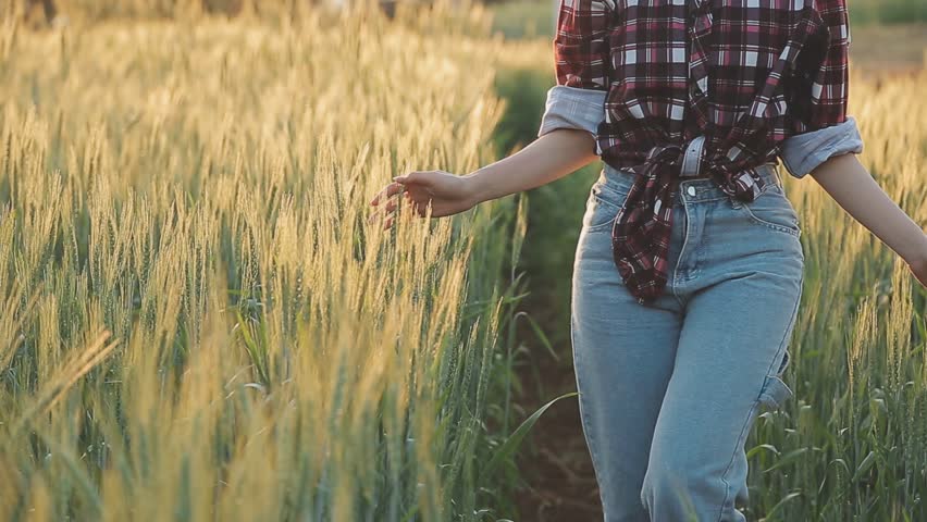 Golden hour light illuminates a young woman walking in a wheat field, touching stalks, cinematic footage.
