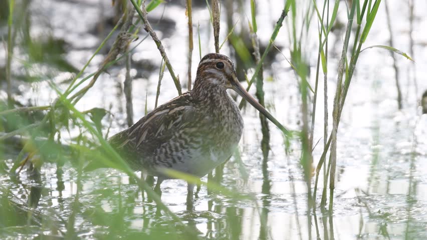A snipe (Gallinago gallinago) hiding among the reeds and watching its surroundings carefully.