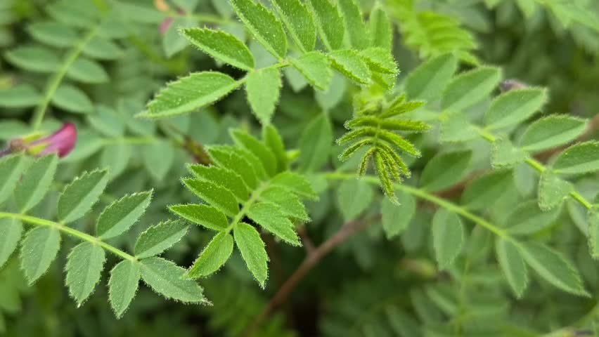 Chickpea plants growing in agricultural field