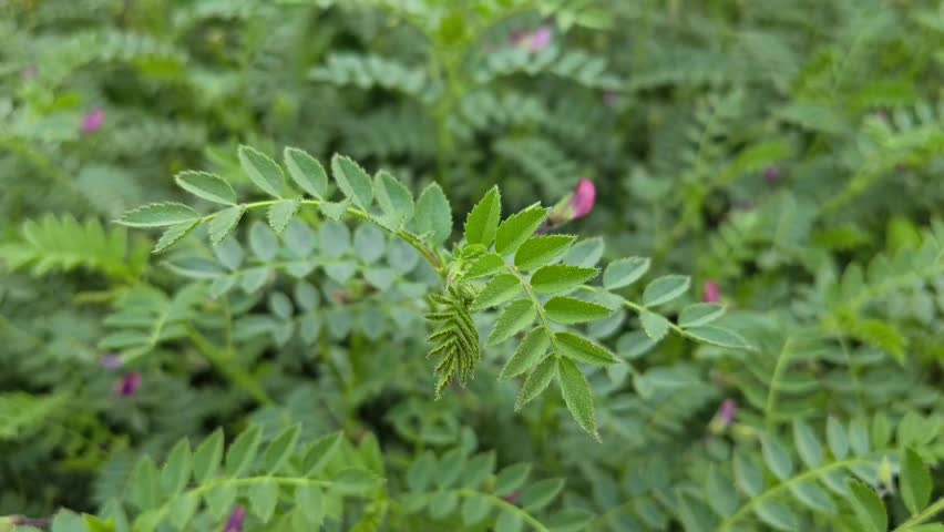 Chickpea plants growing in agricultural field