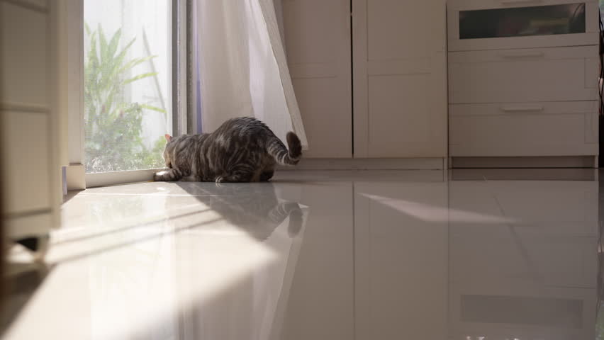 Chubby grey cat playing with yellow mouse toy by glass door, biting and pawing, then looking up to sniff the air and admire nature, bright sunlit white room, 4K.