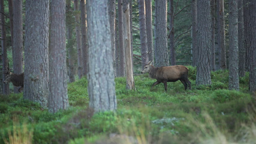 A majestic red deer stag with a unique single antler treks through a dense pine forest. Perfect for wildlife documentaries, nature conservation, and environmental storytelling.