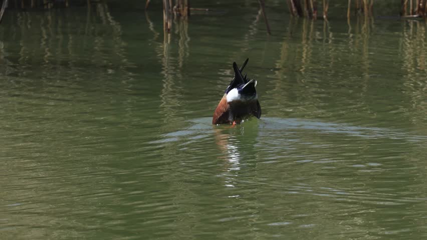Northern Shoveler duck birds swimming in lake