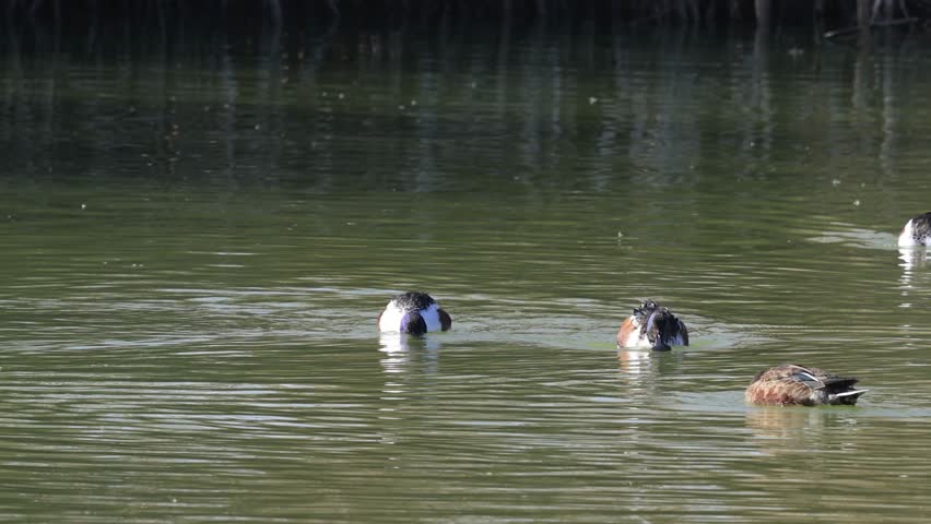 Northern Shoveler duck birds swimming in lake