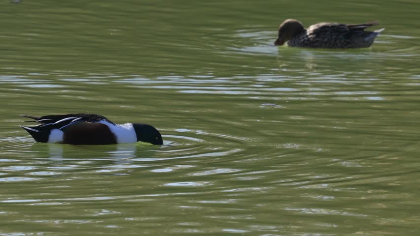 Northern Shoveler duck birds swimming in lake
