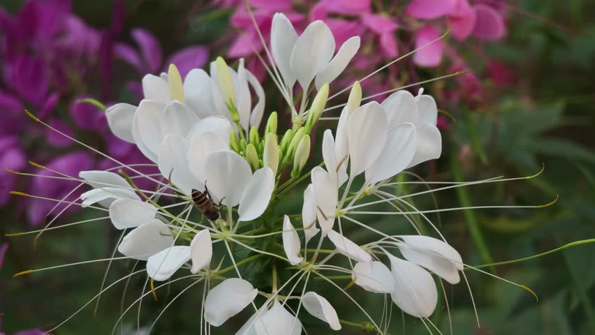 Bees swarm around white flowers.