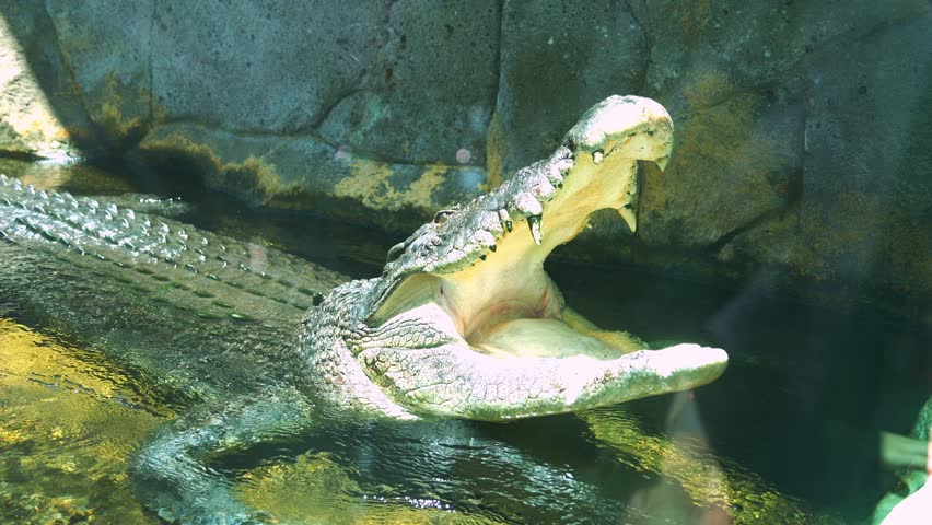 A Saltwater crocodile (Crocodylus porosus) basking in the sun, yawning and opening its jaw wide, close up shot.