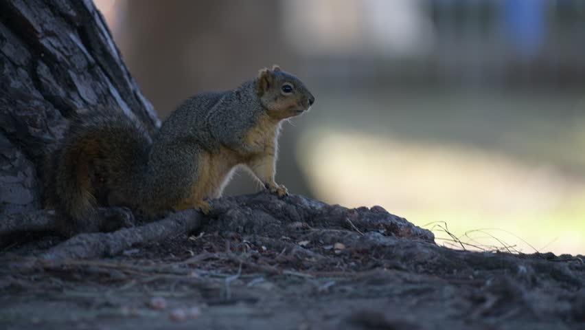 Wild Squirrel Standing Still and Looking Around with Curious Behavior, Blurred Background, 4K Horizontal Real-Time