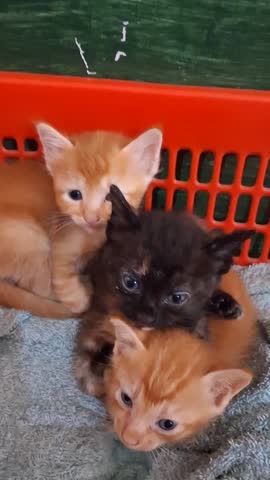 Beautiful colorful kittens happily together.