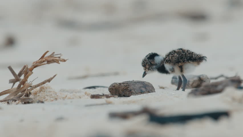 Chick of Southern lapwing or Quero quero learns foraging food on the beach
