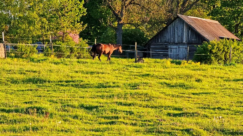 Horse walk across green field beside vintage barn. Farming, animal, and homestead concept