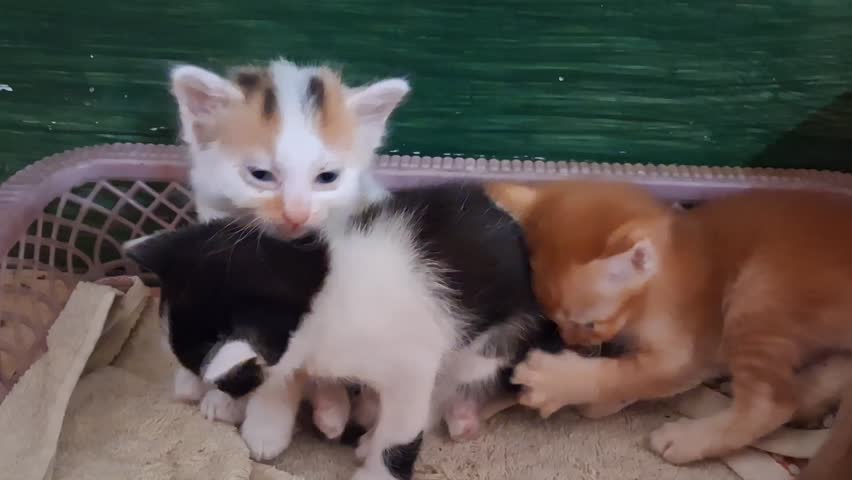 Beautiful colorful kittens happily together.