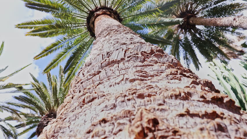 Palm tree trunk texture with trimmed stem in tropical environment