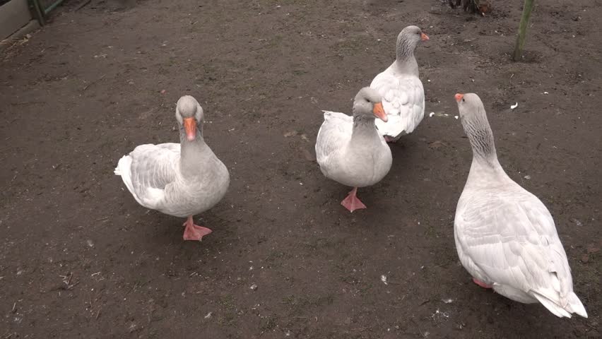 Geese walk and interact in a garden area during daylight hours