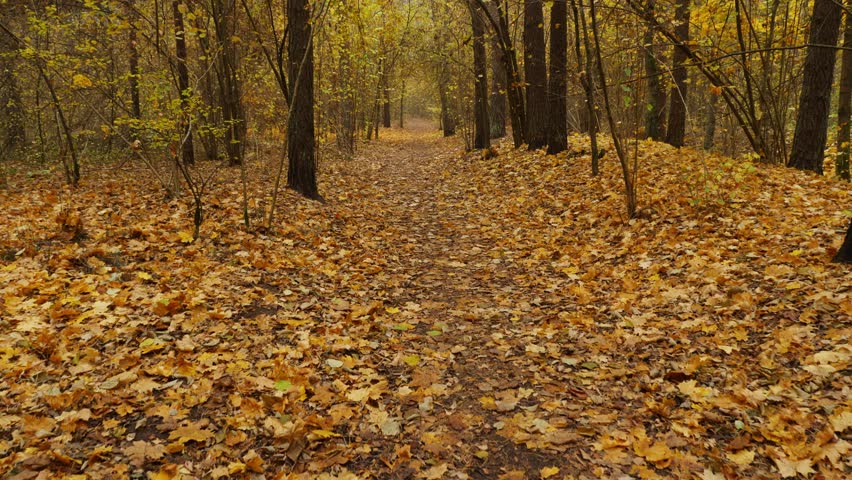 Quiet autumn forest scene with soft fog and vibrant fallen leaves