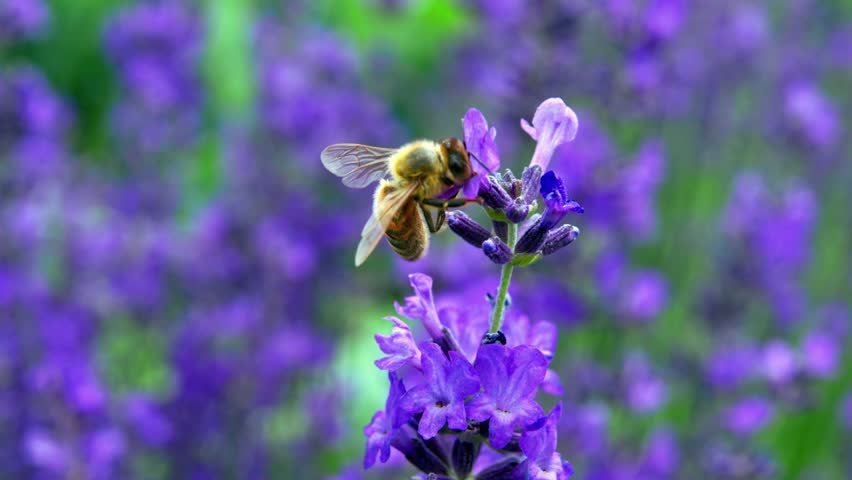 A close-up shot reveals a fuzzy bee collecting pollen from a stalk of blooming purple lavender in a sun-drenched field.