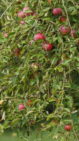 Orchard tree branches full of ripe red apples and lush leaves. Vertical video.