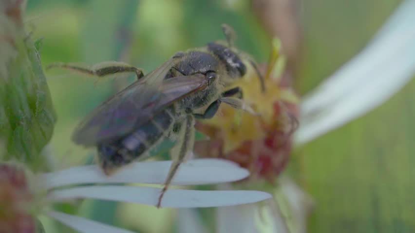 A detailed macro view shows a small, dark solitary bee resting on the petals of a delicate white wildflower.