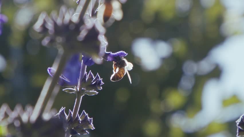 A detailed macro shot of a bee resting on a small purple flower, with a creamy, out-of-focus background.