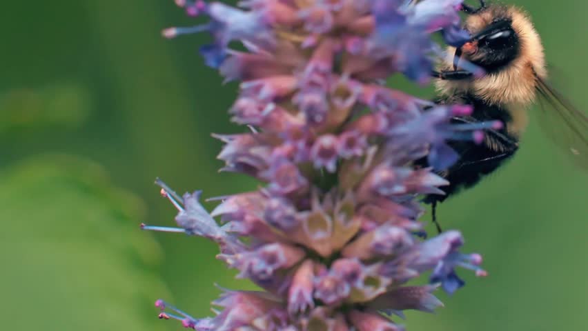 A macro view of a bee with legs coated in yellow pollen, deeply focused on collecting nectar from a spiky purple bloom.