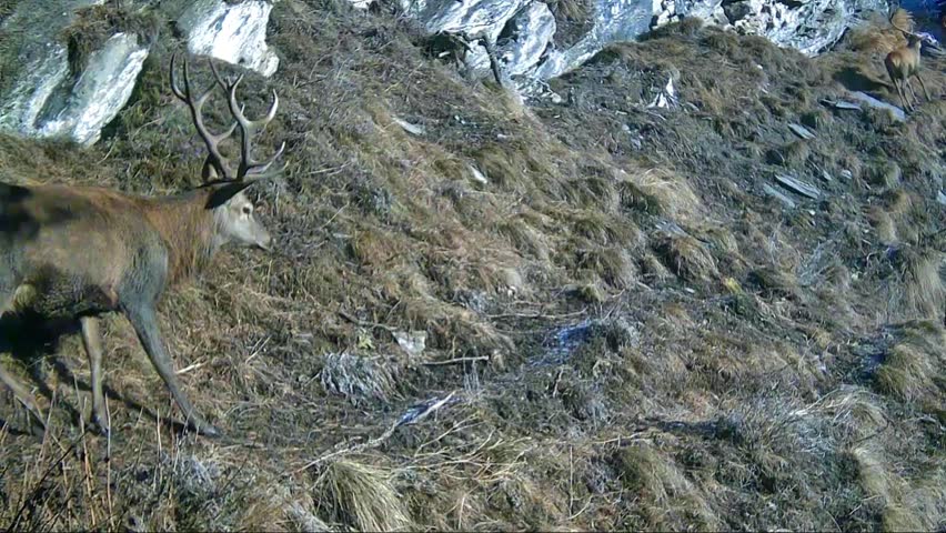 A pair of wild European red deer are captured crossing a path on a snow-free winter day in the Italian Alps.

