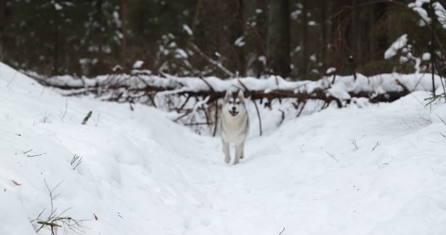 Huskies running happily on a snowy forest trail during winter
