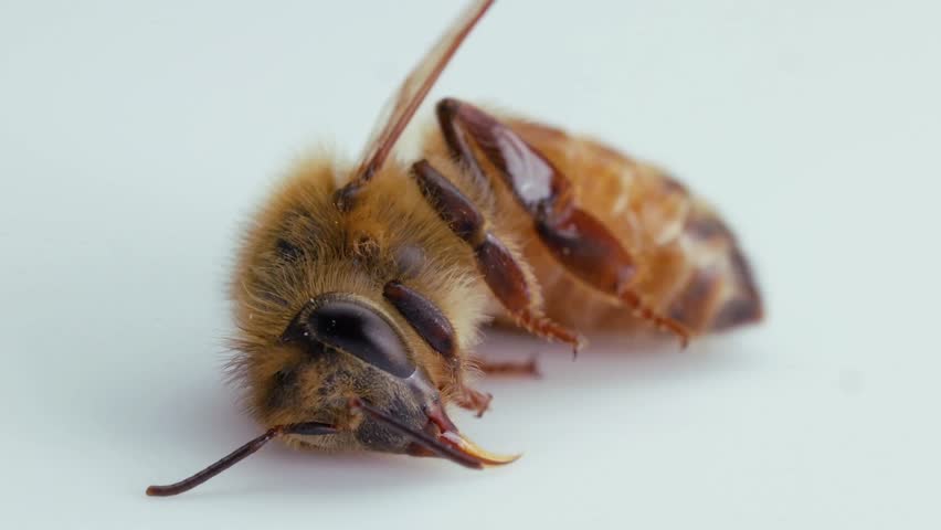 A detailed, macro shot of a single bee resting on its back on a clean white background, wings slightly spread.