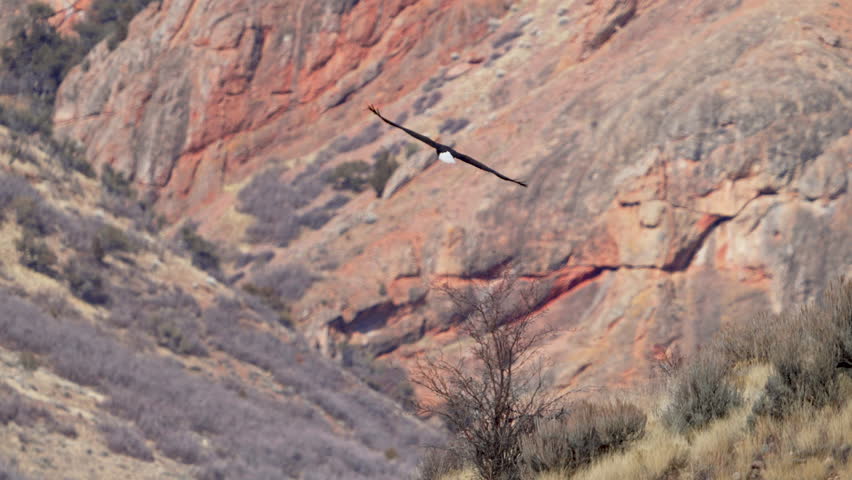 Bald Eagle flying through Utah red rock desert landscape in slow motion.