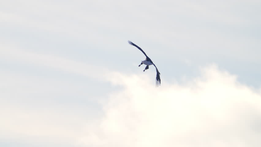 Bald Eagle riding the air thermals as it swoops through the Utah landscape during mild winter.