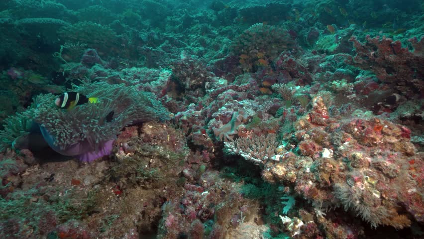 poisonous scorpionfish ( Bigscale scorpionfish ) , maldives