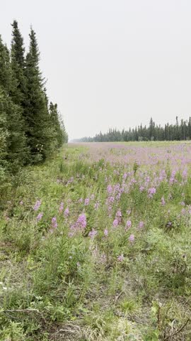 Fireweed growing in a ditch beside the Alaska Highway on a summer day in Alaska. 