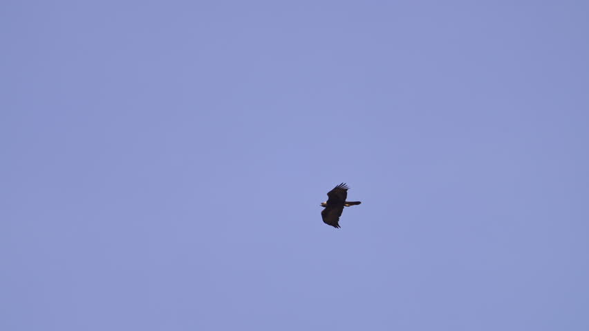 Golden Eagle tucking in wings and diving passing red rocks in the Utah landscape.