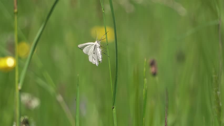 Black-Veined Moth Crawling on Grass in Green Meadow and Flying Away, Slow Motion