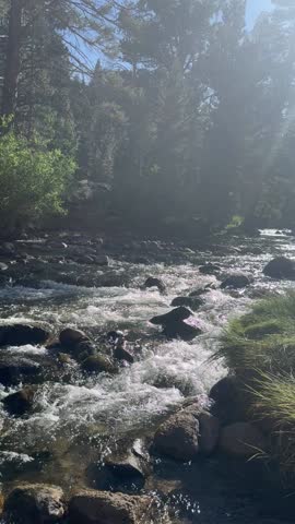 Sunny day aerial footage of fast-flowing river rapids in mountain forest: white water rushing over rocks, sparkling sunlight reflections, clear blue sky. Dynamic creek stream with foam and boulders, peaceful yet powerful nature scene.