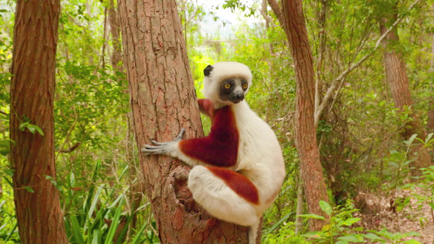 Tropical Rainforest Lemur Coquerel’s Sifaka Wildlife Scene , Madagascar.