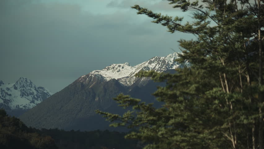 A stand of trees waves gently to the right and foreground of a snow capped New Zealand mountain range.