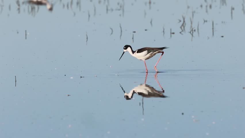 Black-necked stilt (Himantopus mexicanus) wading through shallow water while foraging at Sacramento National Wildlife Refuge in California