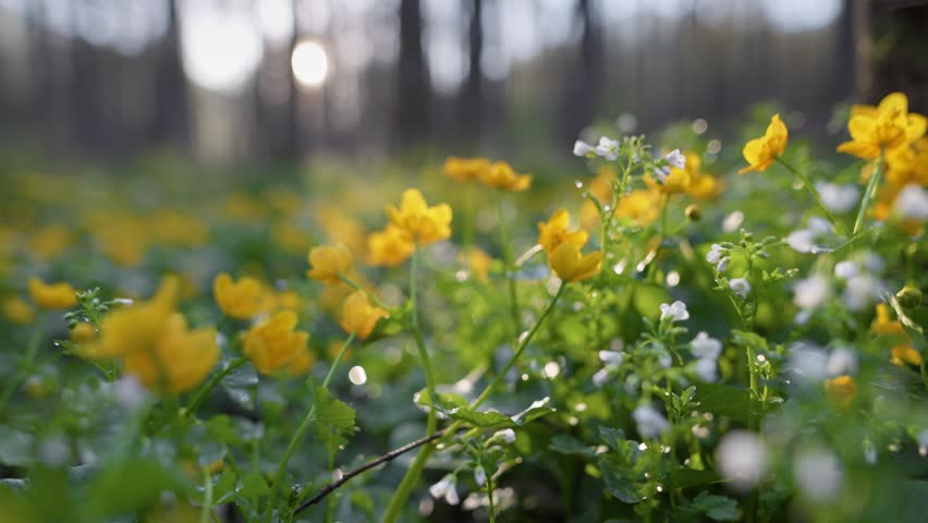 Close up shot of delicate wild flowers blooming on the mossy forest floor in spring. First spring flowers emerging from the ground in sunlit grove. Spring forest vegetation and natural growth